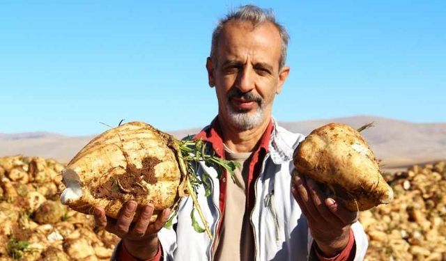 Kahramanmaraş'ta şeker pancarı hasadı başladı