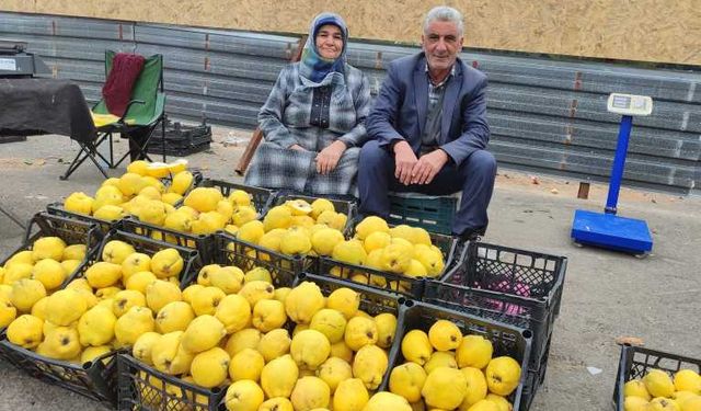 Kendi bahçesinde yetiştirdikleri ayvaları satarak 7 çocuk okuttular