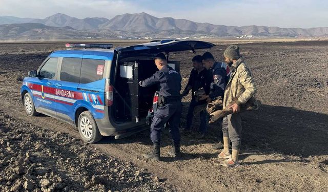 Kahramanmaraş'ta tarlada fil kemikleri bulundu