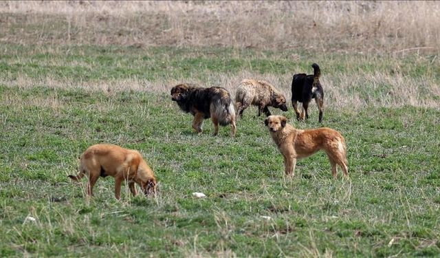 Sokak köpeğine yapılan müdahaleye tepki