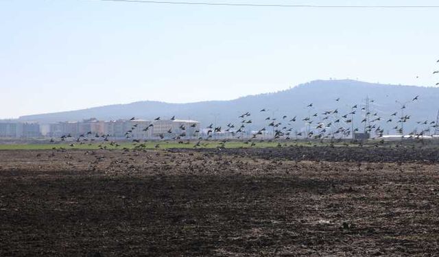 Kahramanmaraş'ta güvercinlerden görsel şölen