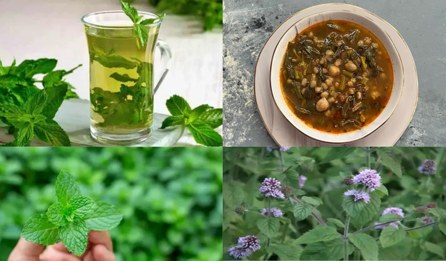 Kahramanmaraş’tan gelen sağlık kaynağı: Yarpuz