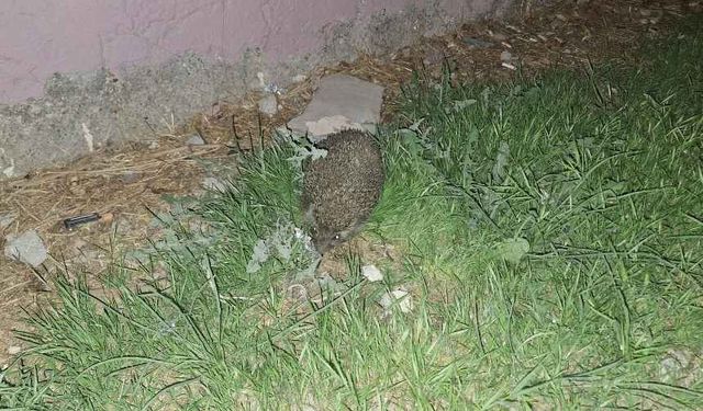 Kahramanmaraş’ta kirpi şehir merkezine kadar indi