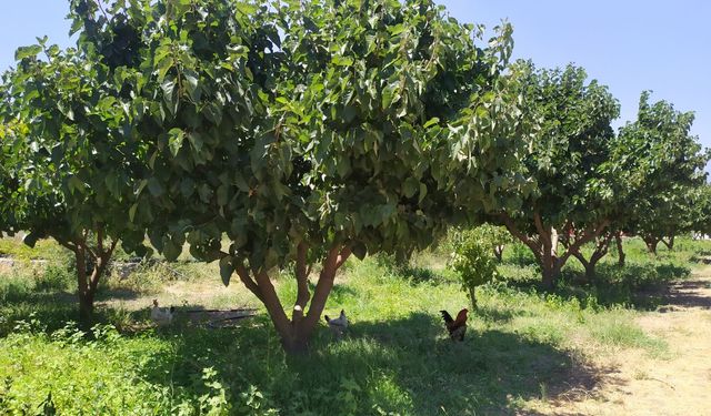 Kahramanmaraş’ta yetişen bu meyve kansere iyi geliyor