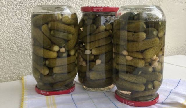 Kahramanmaraş’ta turşuluk kornişon salatalık hasadı başladı