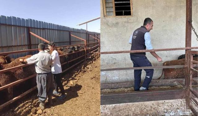 Elbistan’da şap aşılamaları titizlikle sürüyor
