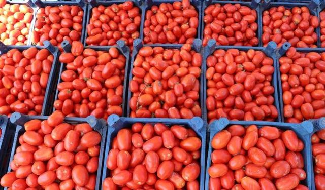 Kahramanmaraş’ta 2025 yılı salçalık domates fiyatları