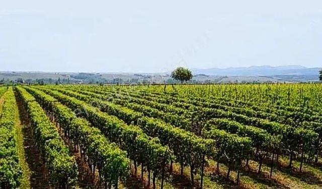 Kahramanmaraş’ta 2 bin 417 Metrekare Bağ Satılığa Çıkıyor