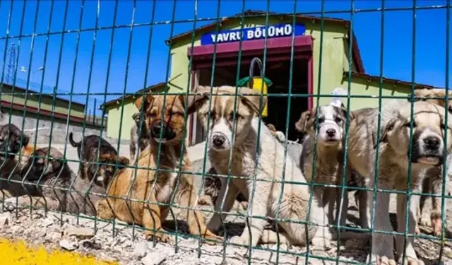 Kahramanmaraş'ta "Sahipsiz Hayvanları Koruma Birliği" kurulacak