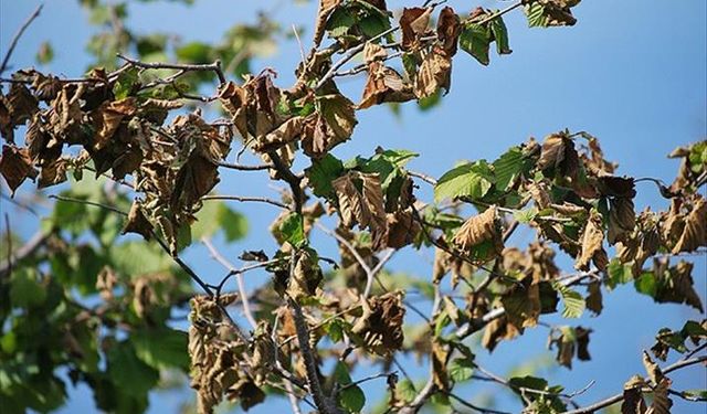 Kahramanmaraş’ta Don Zararı Gören Çiftçiye Ürün Bazlı Destek Ödemesi