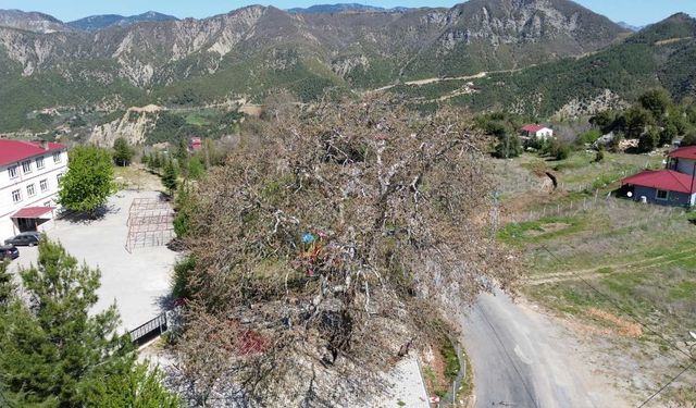 Kahramanmaraş’ta Asırlık Çınarı Görenler Hayran Kalıyor