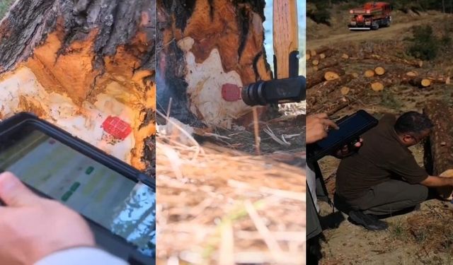 Kahramanmaraş’ta Orman Ürünlerinde Dijital Dönem