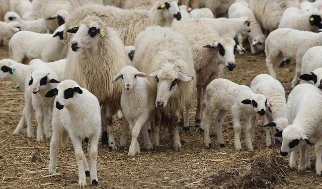 Kahramanmaraş’ta Küçükbaş Hayvancılık Destek Başvuruları Devam Ediyor
