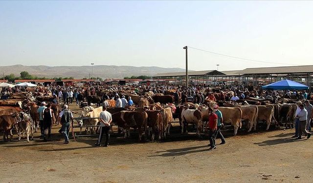 Kahramanmaraş’ta Hayvan Pazarları Yeniden Açılıyor