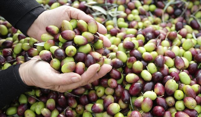 Kahramanmaraş’ta Zeytin Hasadı Başladı, Fiyatlar Rekor Seviyede