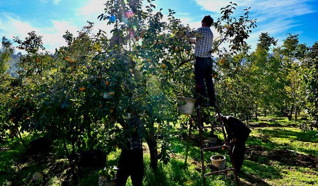 Kahramanmaraş’ta Trabzon hurmasının hasadı başladı