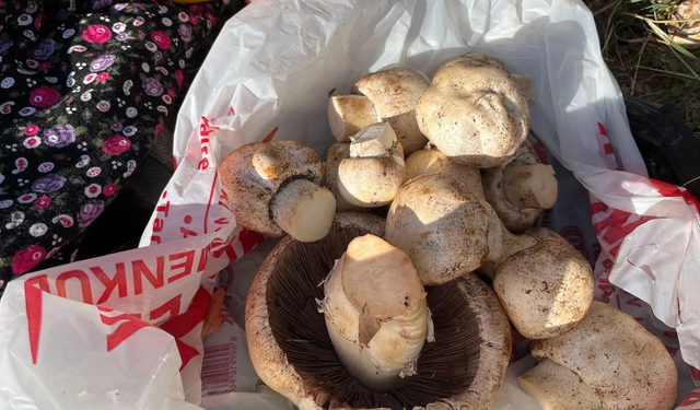 Kahramanmaraş’ta Mantar Sezonu Hareketlendi