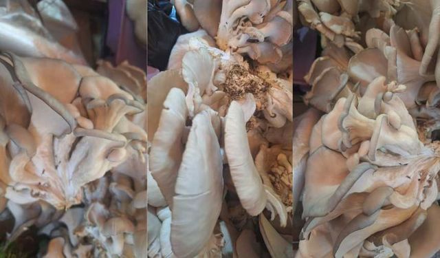 Kahramanmaraş’ta fiyatıyla dikkat çeken mantar