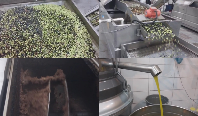 Kahramanmaraş’ta masmala zeytinyağı sıkım fiyatları ne kadar?