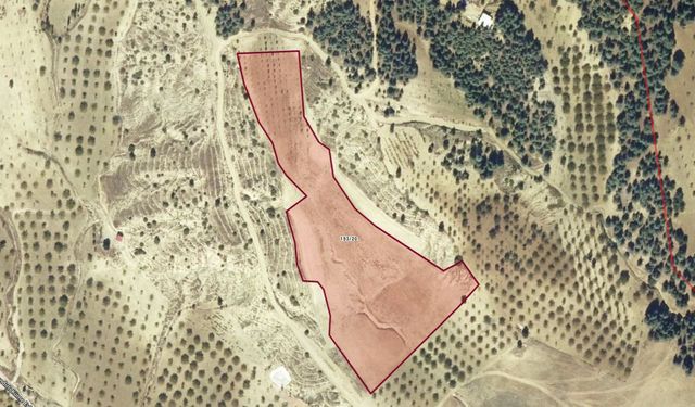 Dulkadiroğlu’nda 7 milyonluk erik bahçesi satılıyor