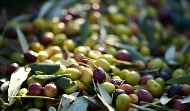 2025 yılı Kahramanmaraş zeytinyağı fiyatları