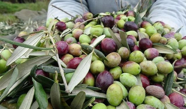 Kahramanmaraş’ta bu yıl kaç ton zeytin hasadı yapıldı?