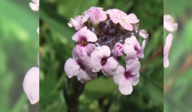 Yalnızca Kahramanmaraş’ta açan eşsiz mucize