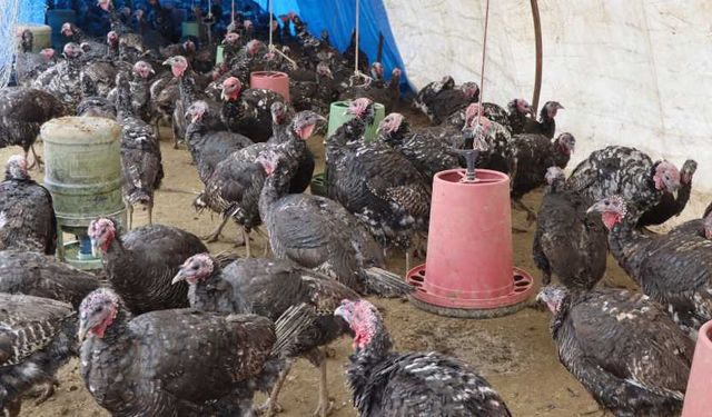 Kahramanmaraş'ta Yılbaşına Sayılı Günler Kala Hindi Satışları Zirve Yaptı