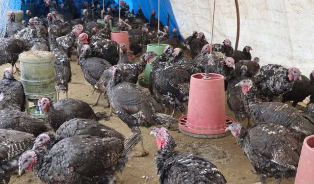 Gaziantepliler Kahramanmaraşlılara göre hindiye daha düşkün