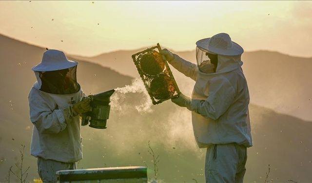 Kahramanmaraş'ta yapılan çalışmalara göre arı ölümleri artıyor