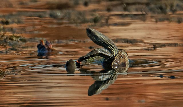 Kahramanmaraş’ta nadir görülen kaplumbağa kameraya yansıdı