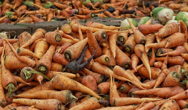 Ata Tohumu Maraş Havucu İçin Tescil Çağrısı