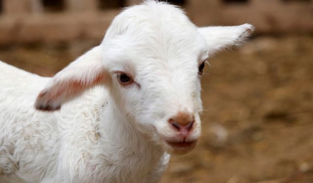 Kahramanmaraş’ta Hayvancılık Destekleri Askıya Çıkıyor