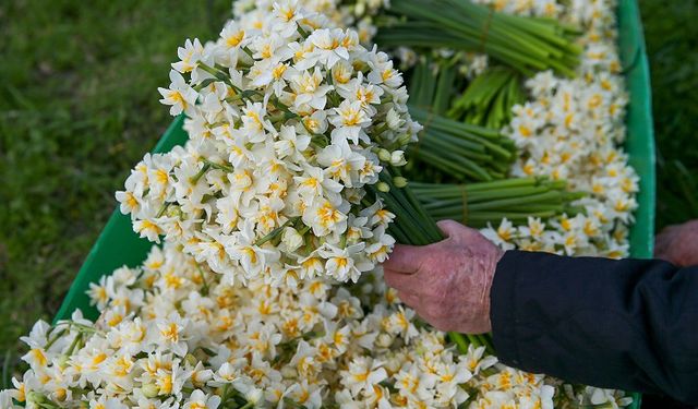 Kahramanmaraş’ta Kışın En Zarif Çiçeği Tezgahlarda Yerini Aldı