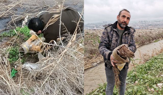 Maraş Ovası’nda Yaralı Halde Bulunan Şahin Kurtarıldı