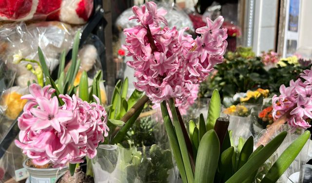 Kahramanmaraş’ta Baharın Müjdecisi Sümbül Tezgahlarda