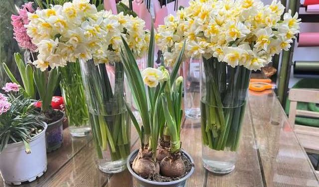 Kahramanmaraş’ta Nergis Fiyatı Düştü