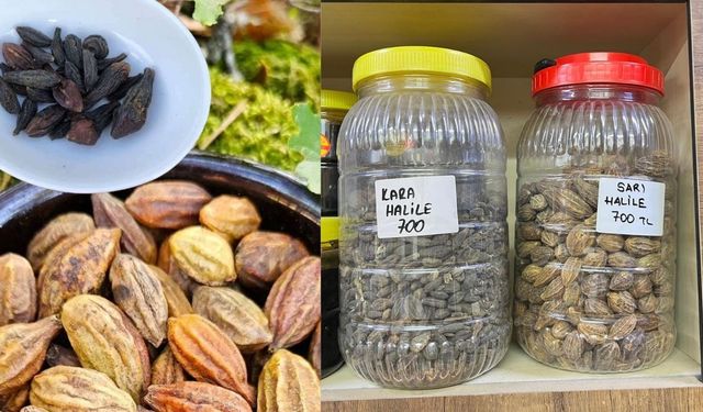 Kahramanmaraş’ta Halile Bitkisi Faydalarıyla Dikkat Çekiyor