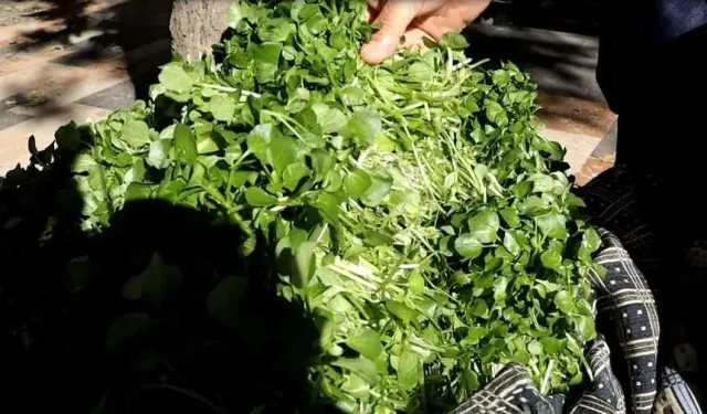 Kahramanmaraş’ın doğal mucizesi, şeker hastalarına birebir