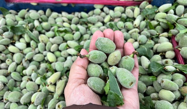 Kahramanmaraş’ta Çağla Fiyatında Dikkat Çeken Düşüş!