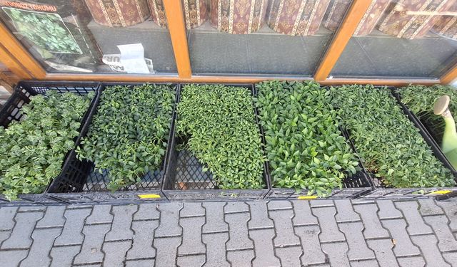 Kahramanmaraş’ta sebze fideleri uygun fiyatıyla dikkat çekiyor