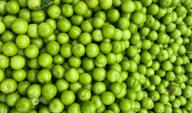 Kahramanmaraş’ta Yeşil Erikte Fiyat Geriledi
