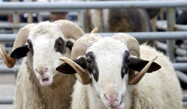 Kahramanmaraşlılara müjde: Devletten 100 koyun ve maaş gibi destek