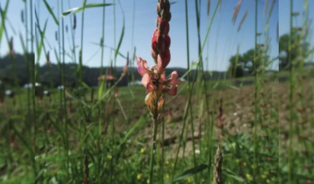 Yalnızca Kahramanmaraş dağlarında yetişen o bitki