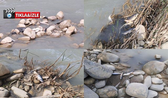 Kahramanmaraş’ta balıklar ölüyor, önlem alınacak mı?