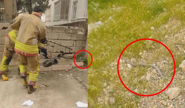 Kahramanmaraş’ta bahçede görülen yılan korkuttu: İşte o anlar