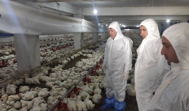 Kahramanmaraş’ta Kanatlı İşletmelerine Sıkı Denetim