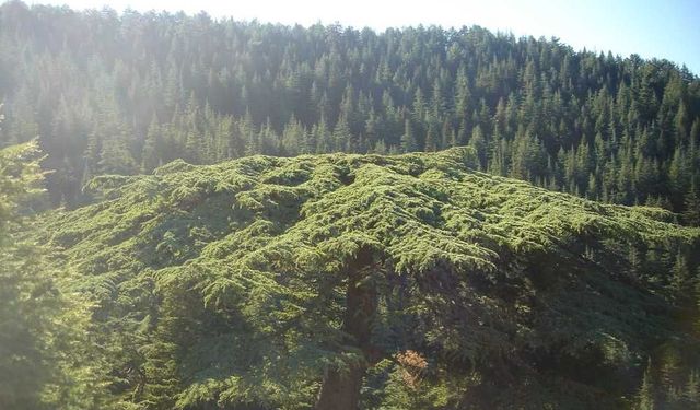Karadeniz’i aratmayan Kahramanmaraş’taki o yayla