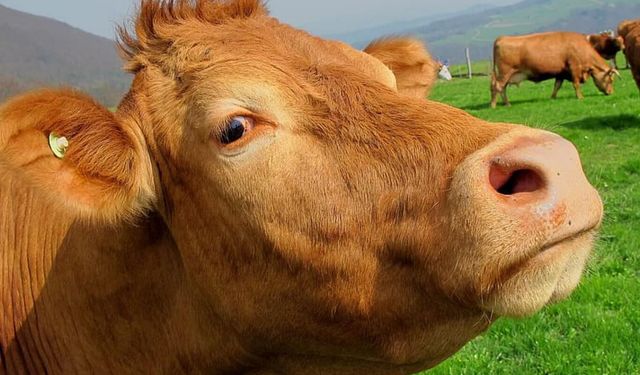 Kurban Bayramı ne zaman? Kurban Bayramı hangi güne denk geliyor?