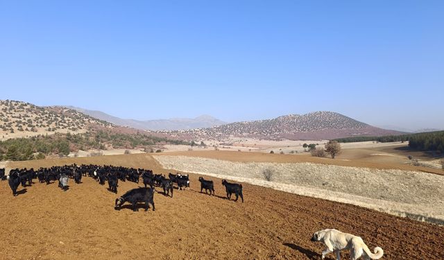 Kahramanmaraş’ta Çobanların Zorlu ve Renkli Yolculuğu Kameralara Yansıdı